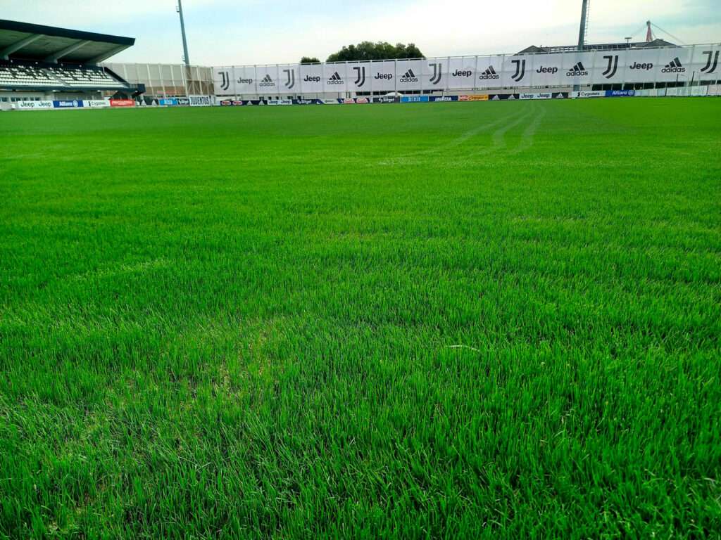 Prato a rotoli Hybrid turf grass per campi sportivi