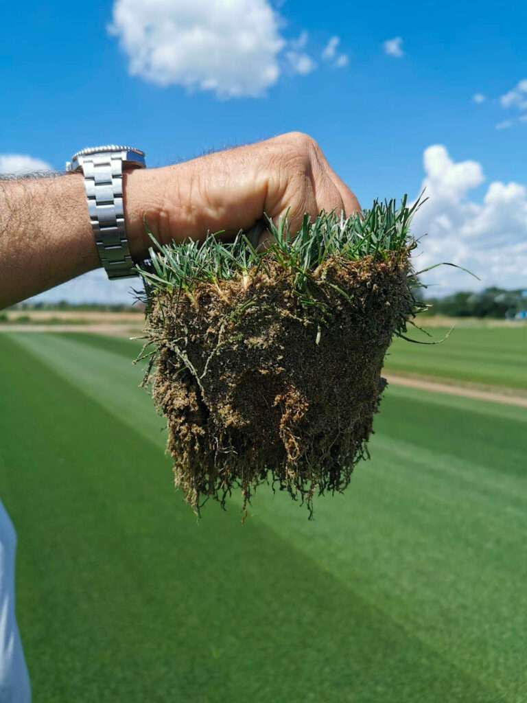 Prato a rotoli Hybrid turf grass per campi sportivi